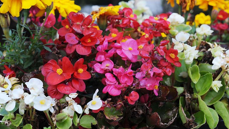Blooming flowers