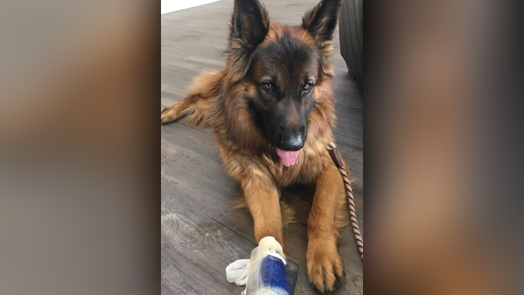 German Shepherd puppy Rory with bandaged paw