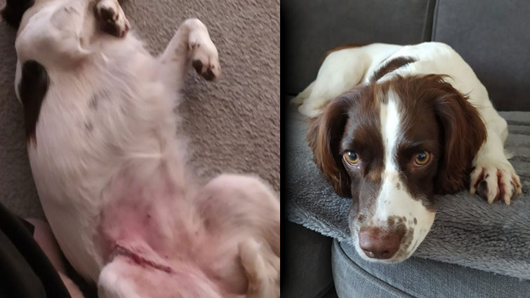 These two images show Isla the springer spaniel, one showing the injury she suffered from broken glass and the other a front on view of her