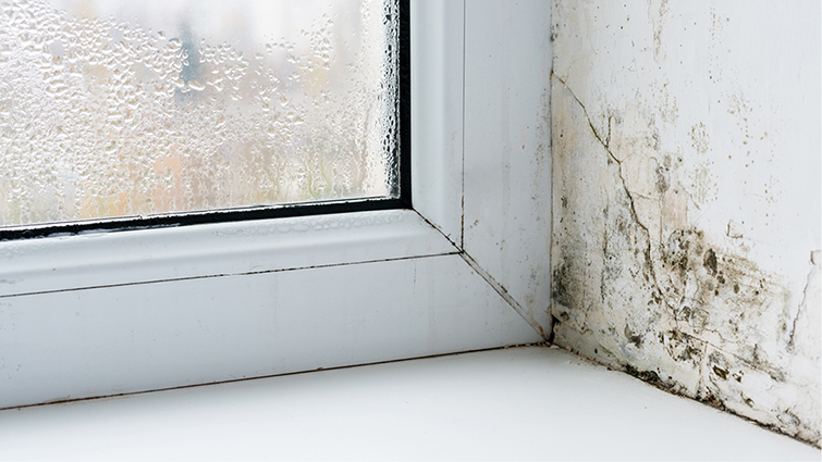 Help to avoid damp and mould in your home