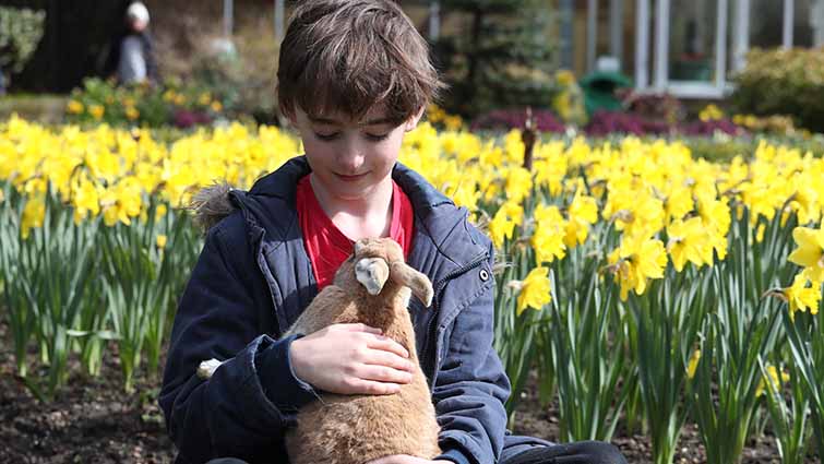 A boy in a blue coat is holding a fawn coloured rabbit. Behind them is a bed of flowering daffodils