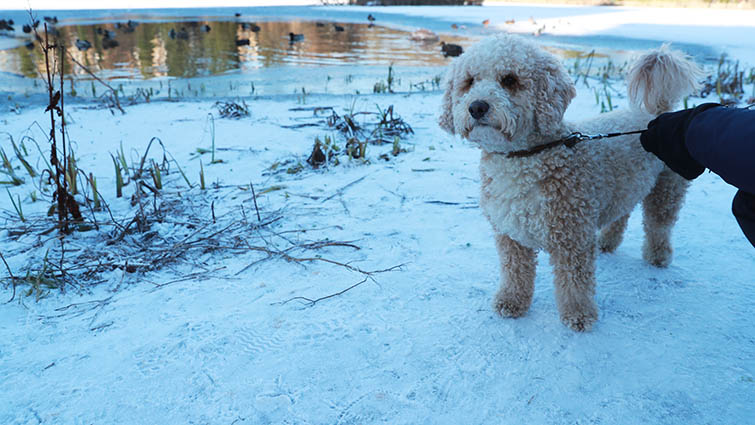 A dog standing next to a frozen pond. The dog is on a lead