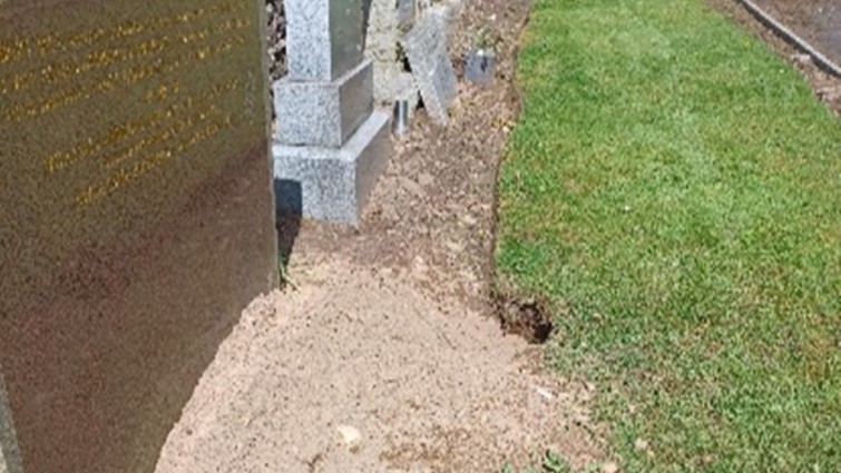 Badger sett being dug near gravestone