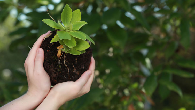 young tree being planted