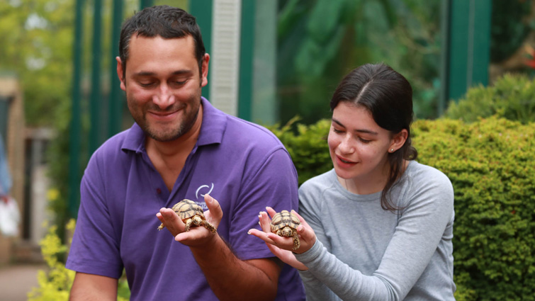 This picture shows two of the zookeepers from Calderglen Zoo each holding one of the tortoises from the study in the palms of their hands. 