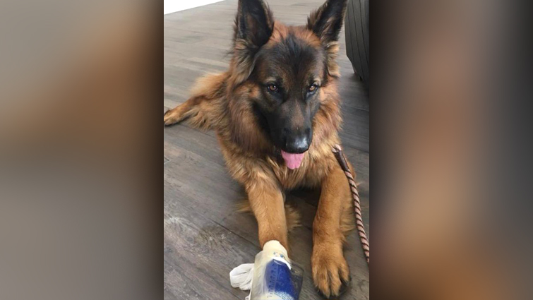 German Shepherd puppy Rory with bandaged paw 