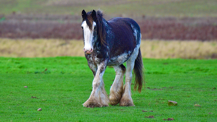 This image shows a Clydesdale horse in a field 