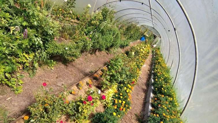 organic food being grown in greenhouse