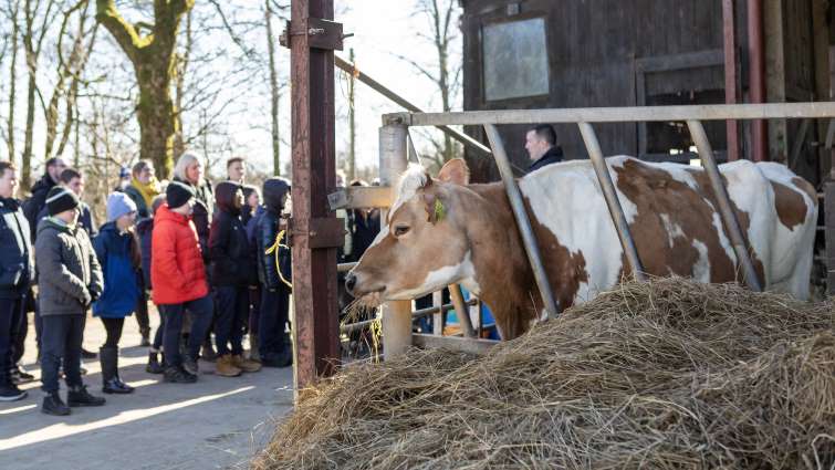 Pupils learning about dairy production from local farmer