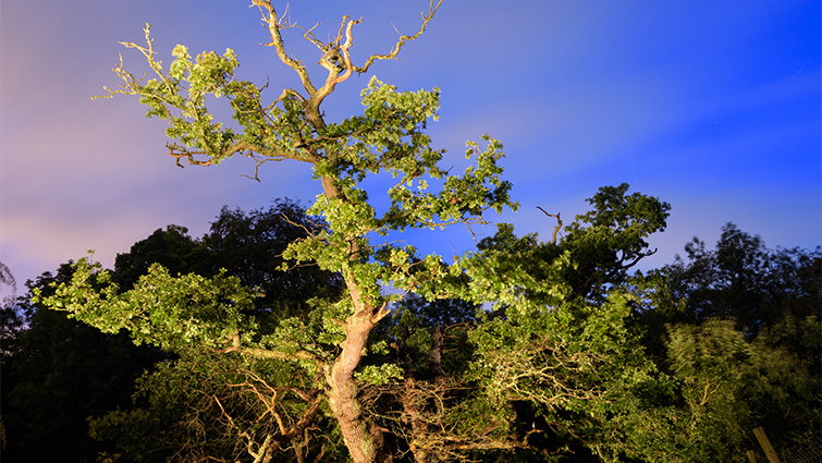 The 600 year old cadzow oak stands metres high against the night sky 