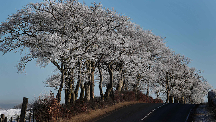 Photo of a South Lanarkshire road in winter with trees lining the side and the road having been gritted