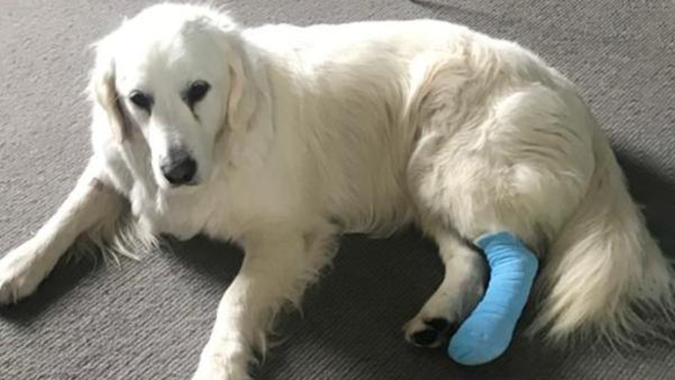 This image shows Flora the dog who suffered a cut paw on broken glass 