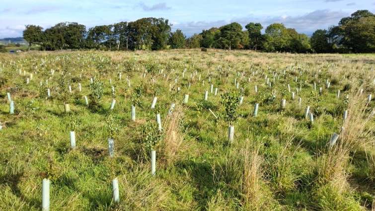more trees being planted as part of Clyde Climate Forest initiative