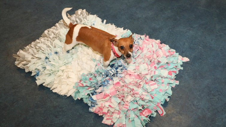 This image shows a dog sitting on a rug made from old clothing and bedding by the unpaid work team