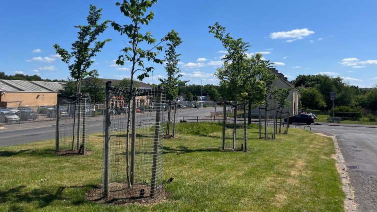 new trees planted